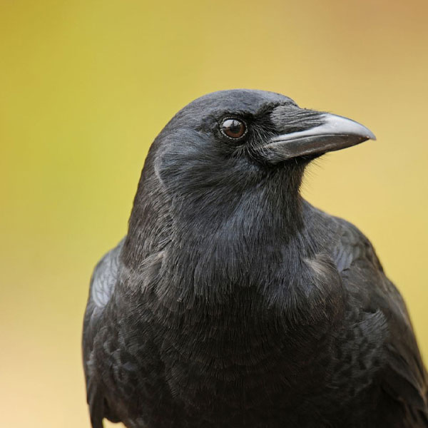 difference between crow and raven behavior