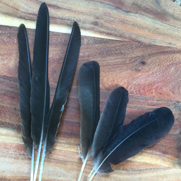 difference between crow and raven feathers