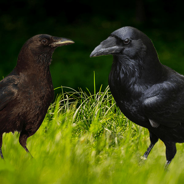 difference between crow and raven vocalization