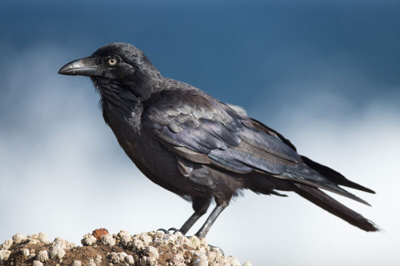 What’s The Difference Between a Crow and a Raven?